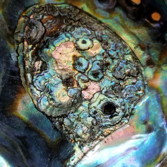 Large Abalone Shell-Great for home office or studio decor😍 - Picture 15 of 16